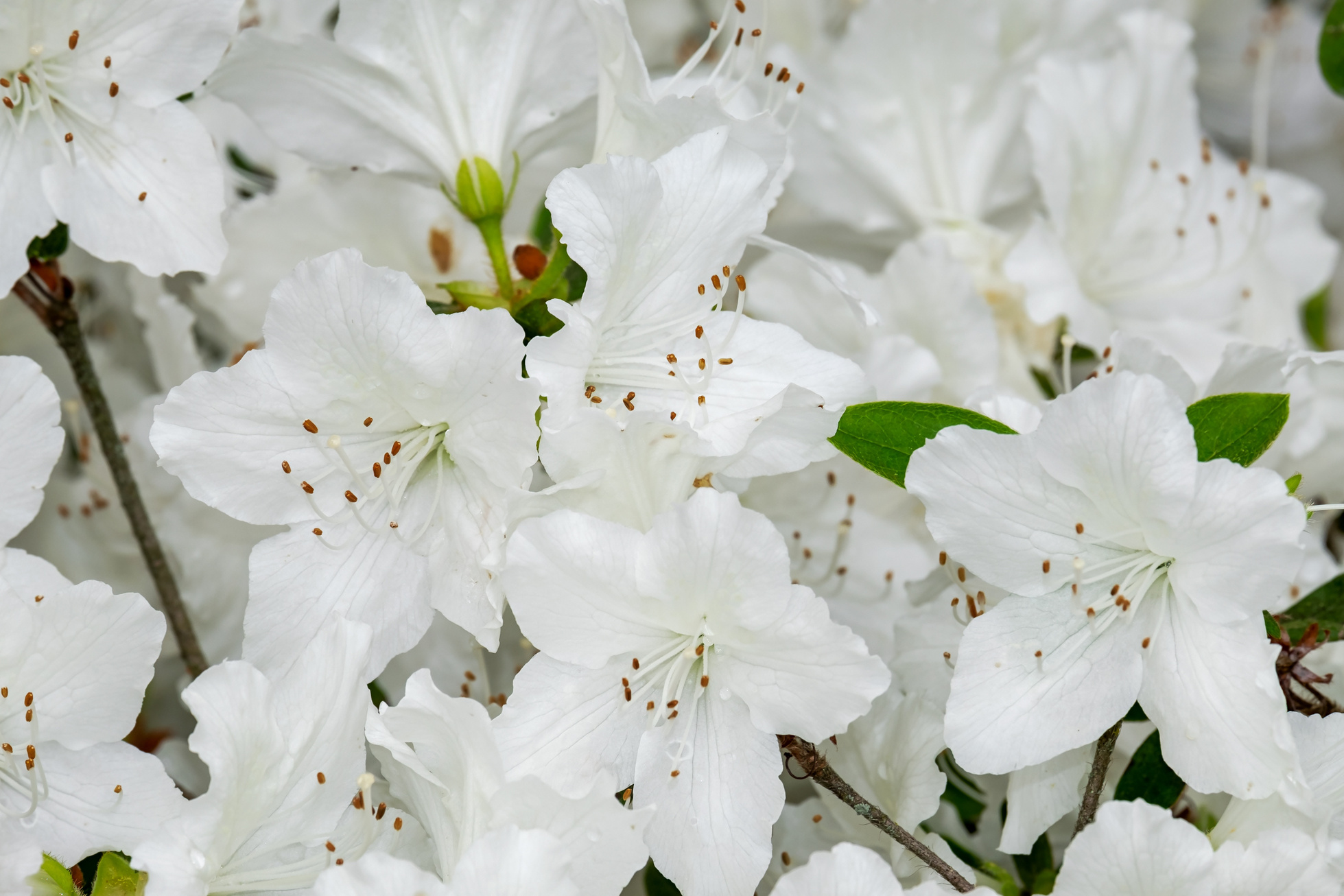 White Azalea Flowers
