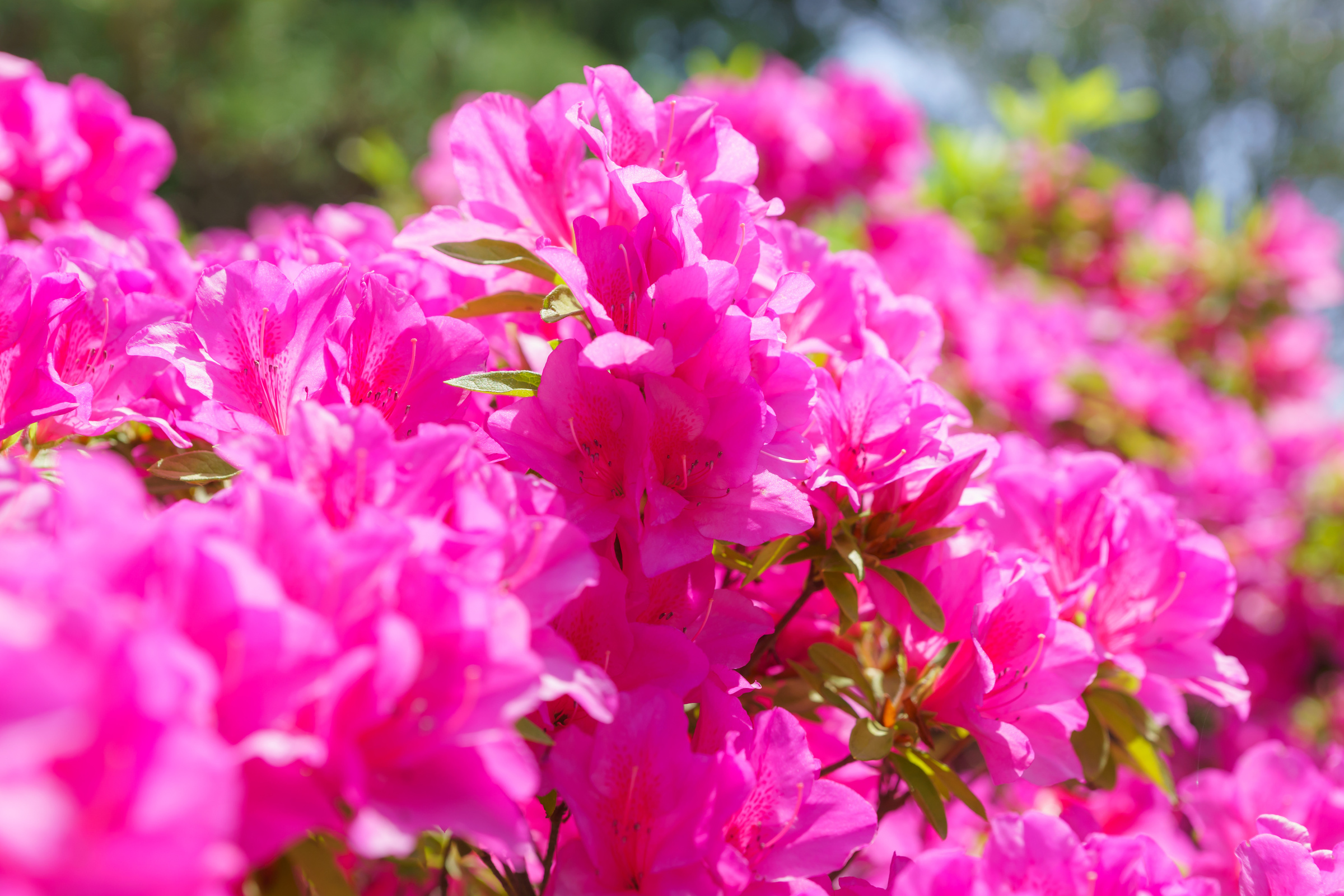 Azalea
