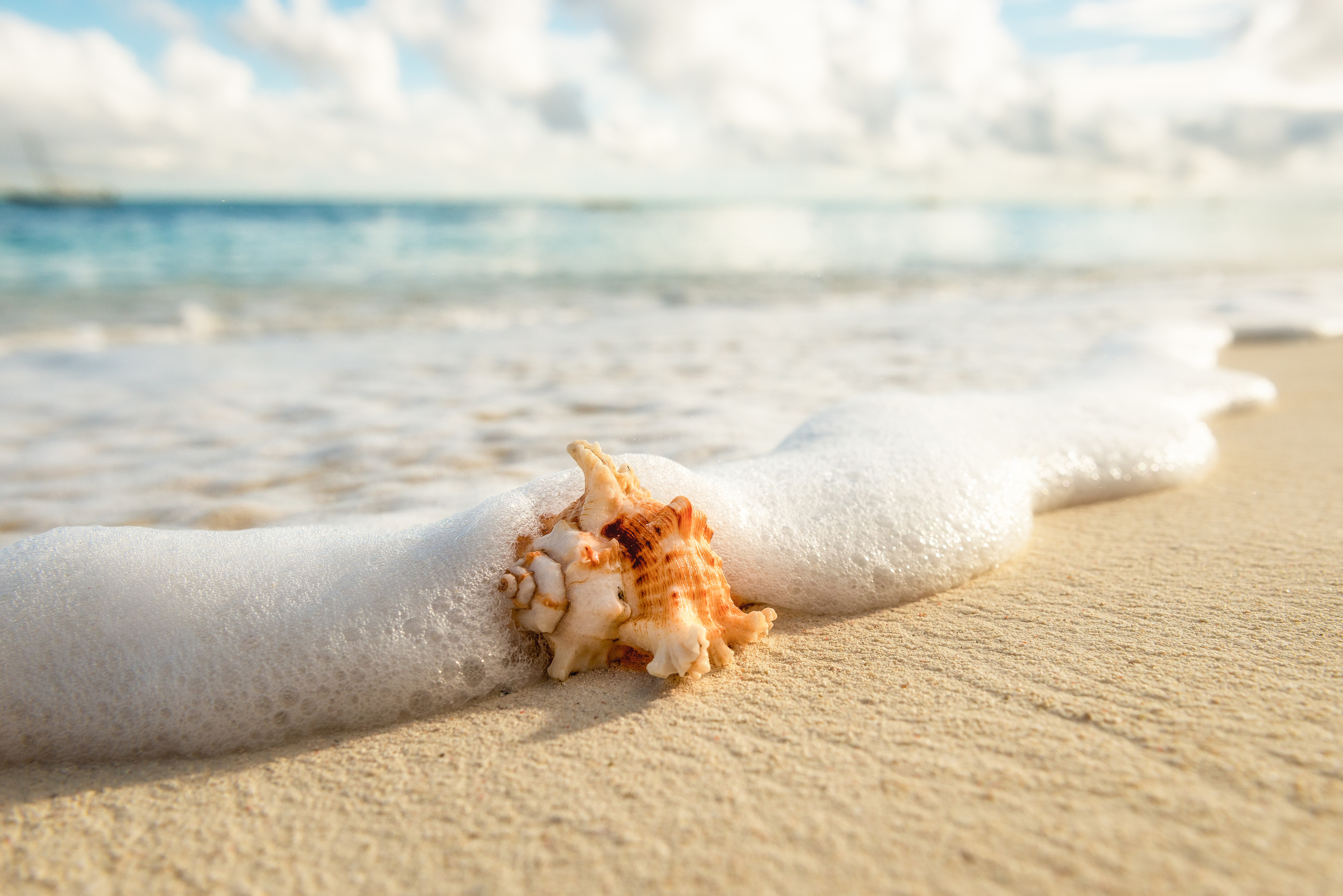 Shell on Beach, Zanzibar